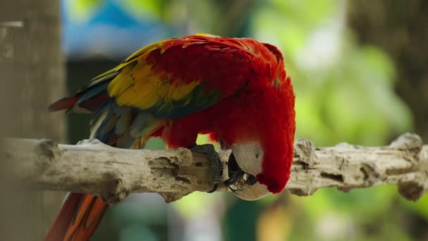 Karmazyn Szkarłatny Ara Macao Papuga Czerwona Gałęzi Drzewa Drzewnego — Wideo stockowe