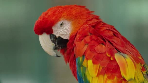 Πορτρέτο Του Κόκκινου Μακάο Ara Macao Κόκκινος Παπαγάλος — Αρχείο Βίντεο