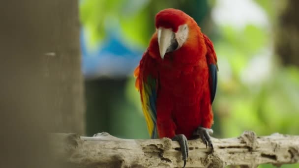 Κόκκινος Μακάο Ara Macao Κόκκινος Παπαγάλος Κλαδί Ξύλου — Αρχείο Βίντεο