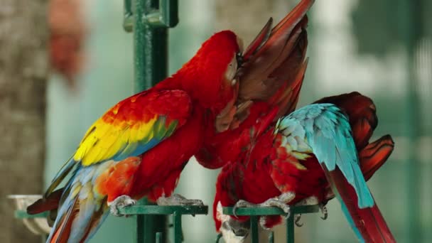 Bir Çift Romantik Kırmızı Papağan Ara Macao Kırmızı Papağan — Stok video