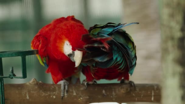Para Romantycznych Karmazynów Ara Macao Czerwona Papuga — Wideo stockowe