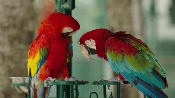 一对浪漫的红鹦鹉 Ara Macao 红鹦鹉 — 图库视频影像