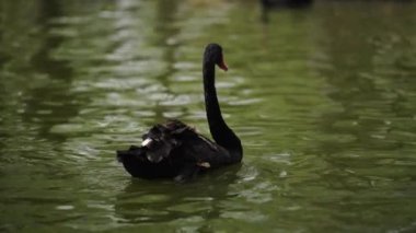 Gölde yüzen siyah kuğunun ağır çekimde
