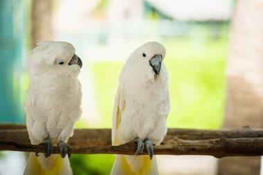Bir çift Tanimbar Corella (Cacatua goffiniana) bir ağaç dalında Goffin papağanı olarak da bilinir.