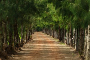 Çam ağaçları ve patikalar arasındaki çakıl yolu