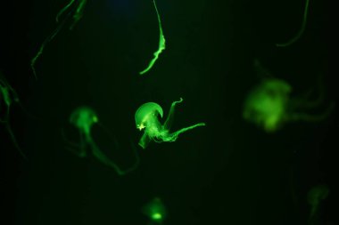 Suyun altında hareket eden renkli denizanası. Sudaki ışık yansıması. 