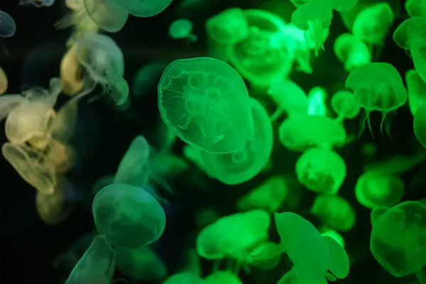 colorful Moon Jellyfish moving underwater. light reflection in water