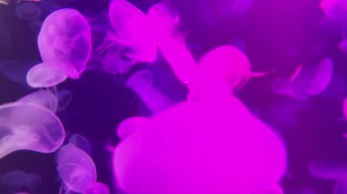 Renkli Ay Denizanası suyun altında hareket ediyor. Sudaki ışık yansıması