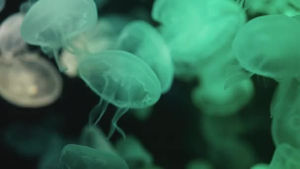 Kolorowe Meduzy Księżycowe Poruszające Się Pod Wodą Odbicie Światła Wodzie Klip Wideo