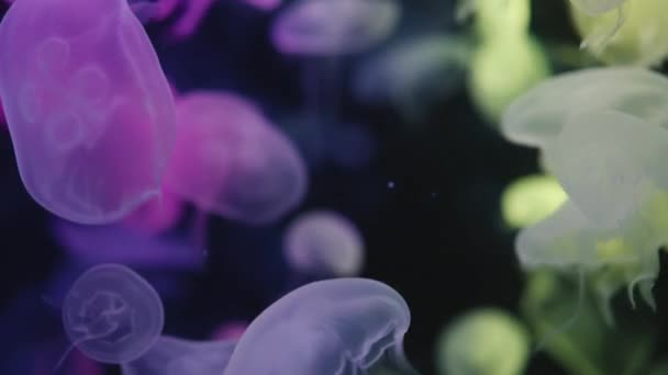 Kolorowe Meduzy Księżycowe Poruszające Się Pod Wodą Odbicie Światła Wodzie Filmik Stockowy