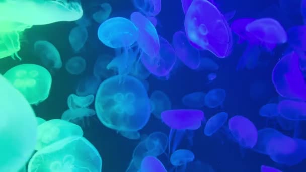 Colorful Moon Jellyfish Moving Underwater Light Reflection Water Stock Video