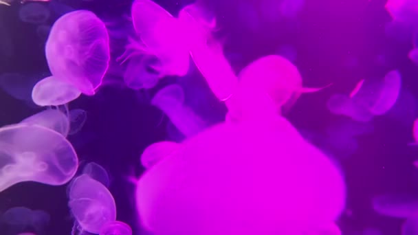 五彩斑斓的月亮水母在水下活动 光在水中的反射 图库视频