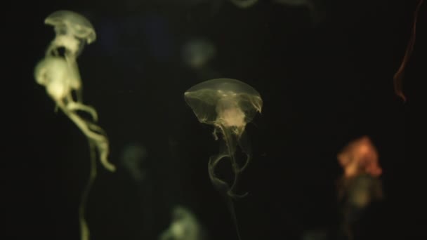 Colorful Jellyfish Moving Underwater Light Reflection Water Stock Footage