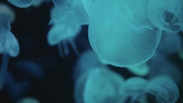 Colorful Moon Jellyfish Moving Underwater Light Reflection Water Stock Footage