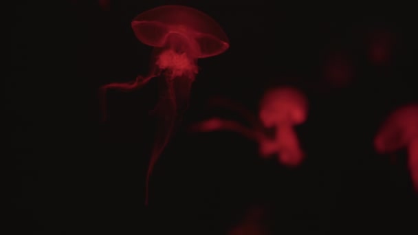 多彩的水母在水下活动 光在水中的反射 视频剪辑
