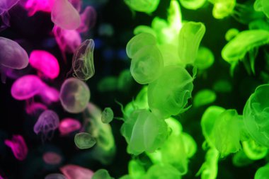 Renkli Ay Denizanası suyun altında hareket ediyor. Sudaki ışık yansıması