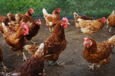 Kahverengi tavuk ya da tavuk kırsal kesime yumurtlar.