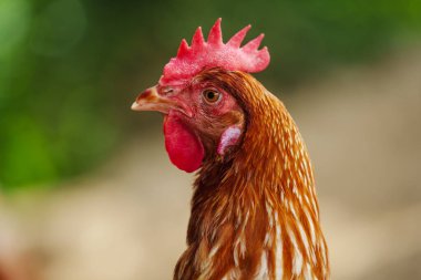 yakın kahverengi tavuk veya tavuk kırsal çiftlikte yumurtalar