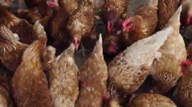 Kahverengi tavuk ya da tavuk kırsal kesime yumurtlar.