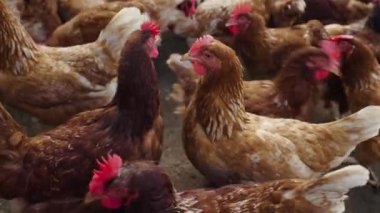 Kahverengi tavuk ya da tavuk kırsal kesime yumurtlar.