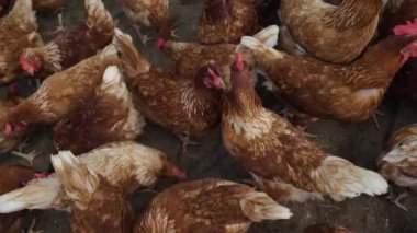 Kahverengi tavuk ya da tavuk kırsal kesime yumurtlar.