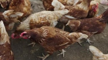 Kahverengi tavuk ya da tavuk yavaş çekim kırsal çiftlikte yumurtlar