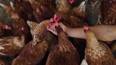 Elle beslenen kahverengi tavuk ya da tavuk kırsal kesimdeki çiftlikte pirinç taneleriyle yumurtluyor.
