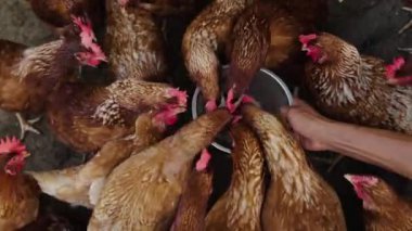 Kahverengi tavuk ya da tavuk kırsal kesimde pirinç taneleriyle beslenen yumurtalar bırakır.