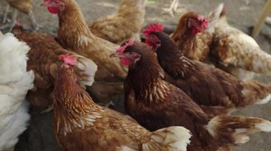 Kahverengi tavuk ya da tavuk yavaş çekim kırsal çiftlikte yumurtlar