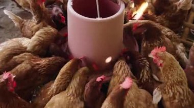 Tavuklar kırsal kesimde yem ve tahıl yerler.