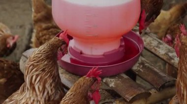 Kır çiftliğindeki bir yem kovasından yavaş yavaş kahverengi tavuk içme suyu.