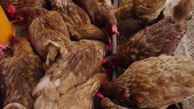 Tavuklar kırsal kesimde yem ve tahıl yerler.