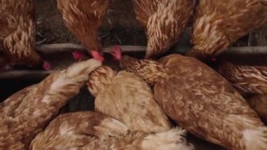 Tavuklar kırsal kesimde yem ve tahıl yerler.