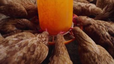 Tavuklar kırsal kesimde yem ve tahıl yerler.