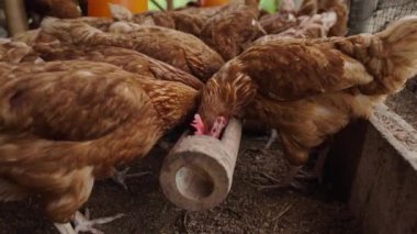 Tavuklar kırsal kesimde yem ve tahıl yerler.
