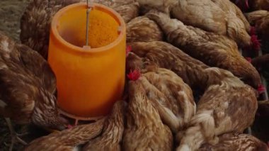 Yavaş hareket eden tavuklar kırsal kesimde yem ve tahıl yerler.