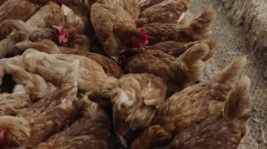 Yavaş hareket eden tavuklar kırsal kesimde yem ve tahıl yerler.
