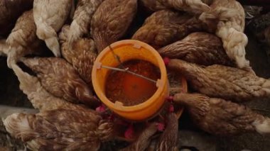 Yavaş hareket eden tavuklar kırsal kesimde yem ve tahıl yerler.