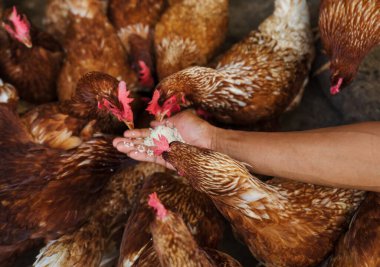 Elle beslenen kahverengi tavuk ya da tavuk kırsal kesimdeki çiftlikte pirinç taneleriyle yumurtluyor.