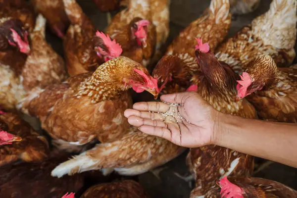 Elle beslenen kahverengi tavuk ya da tavuk kırsal kesimdeki çiftlikte pirinç taneleriyle yumurtluyor.