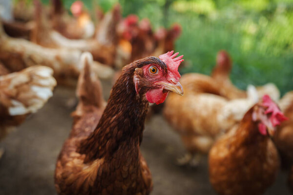 close up brown chicken or hen lay eggs in the rural farm