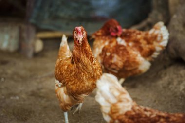 Kahverengi tavuk ya da tavuk kırsal kesime yumurtlar.