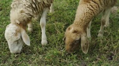 Çayırda ot yiyen iki koyunu kapatın.