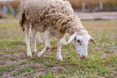 Otlakta otlayan koyunlar