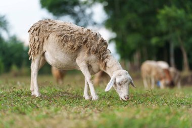 Otlakta otlayan koyunlar