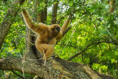 Sıradan bir şablon ya da ağaçta beyaz elli bir şablon