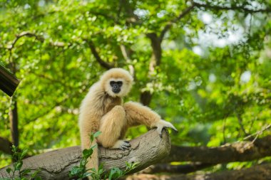 common gibbon or white-handed gibbon on the tree clipart