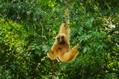 Sıradan bir şablon ya da ağaçta beyaz elli bir şablon