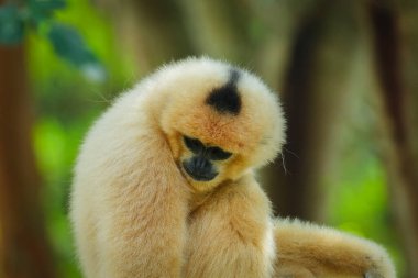 common gibbon or white-handed gibbon on the tree clipart