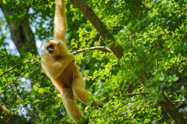 Sıradan bir şablon ya da ağaçta beyaz elli bir şablon
